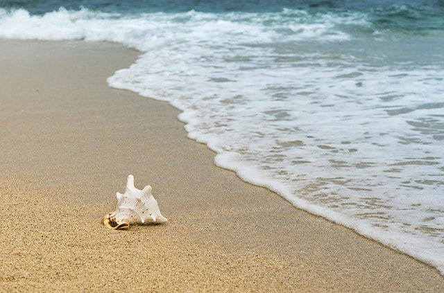 shell